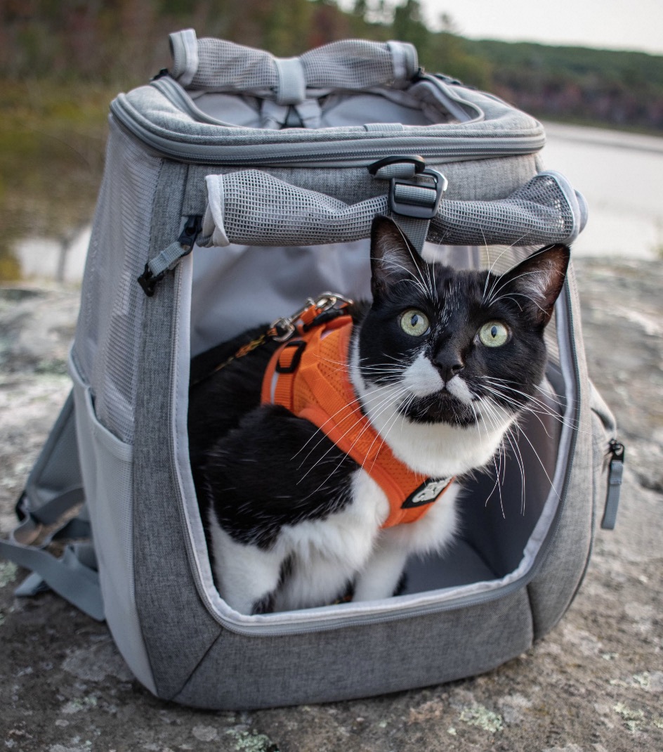 cat backpacks